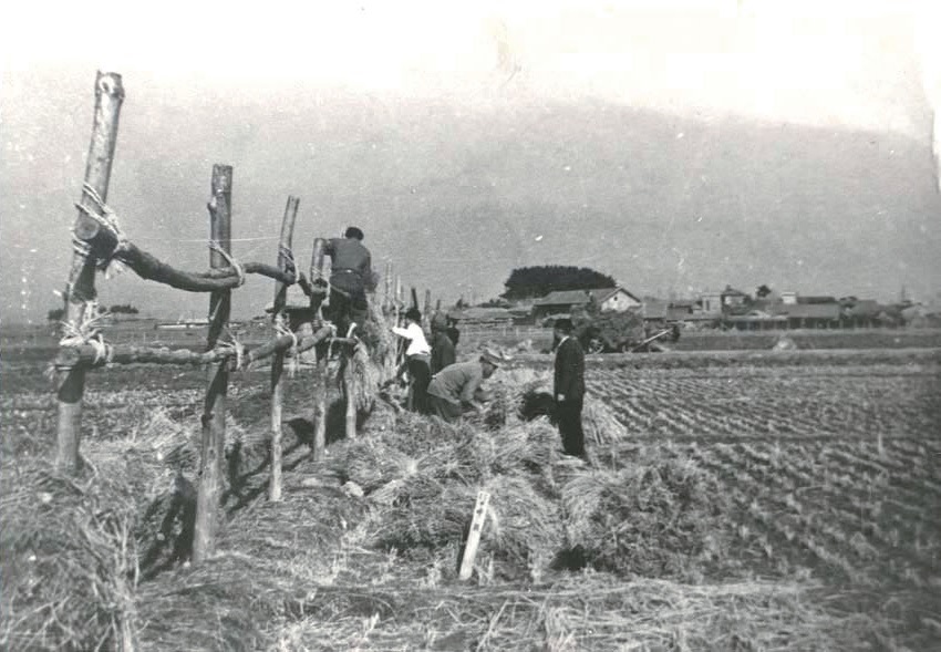 농사원 벼 건조작업(1950년대)